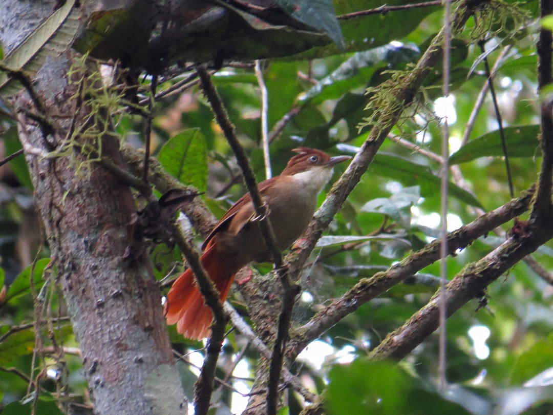 Філідор-лісовик білоокий - ML644408619