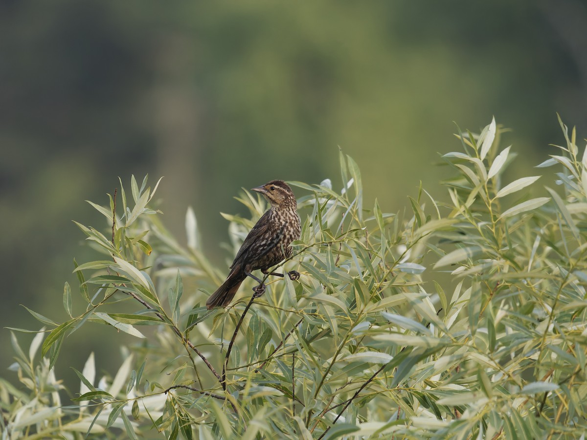 Al Kanatlı Karatavuk - ML644408622