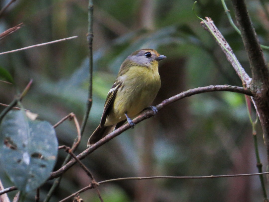 Wing-barred Piprites - ML644408624