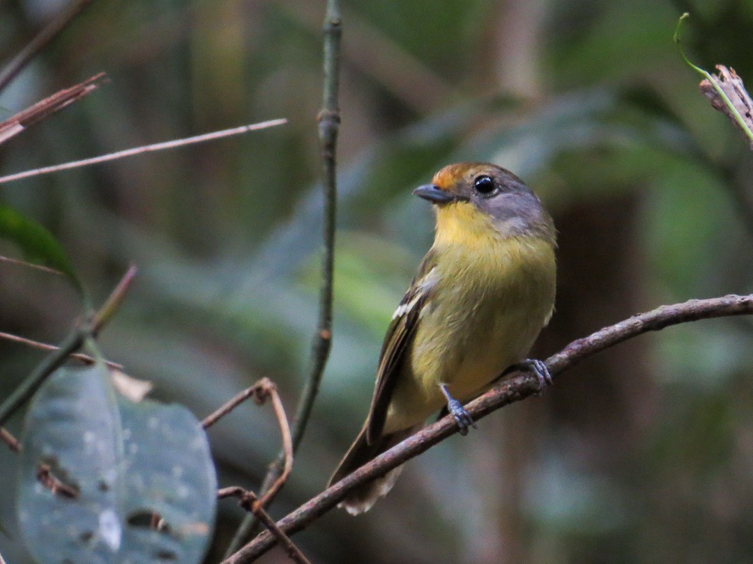 Wing-barred Piprites - ML644408625