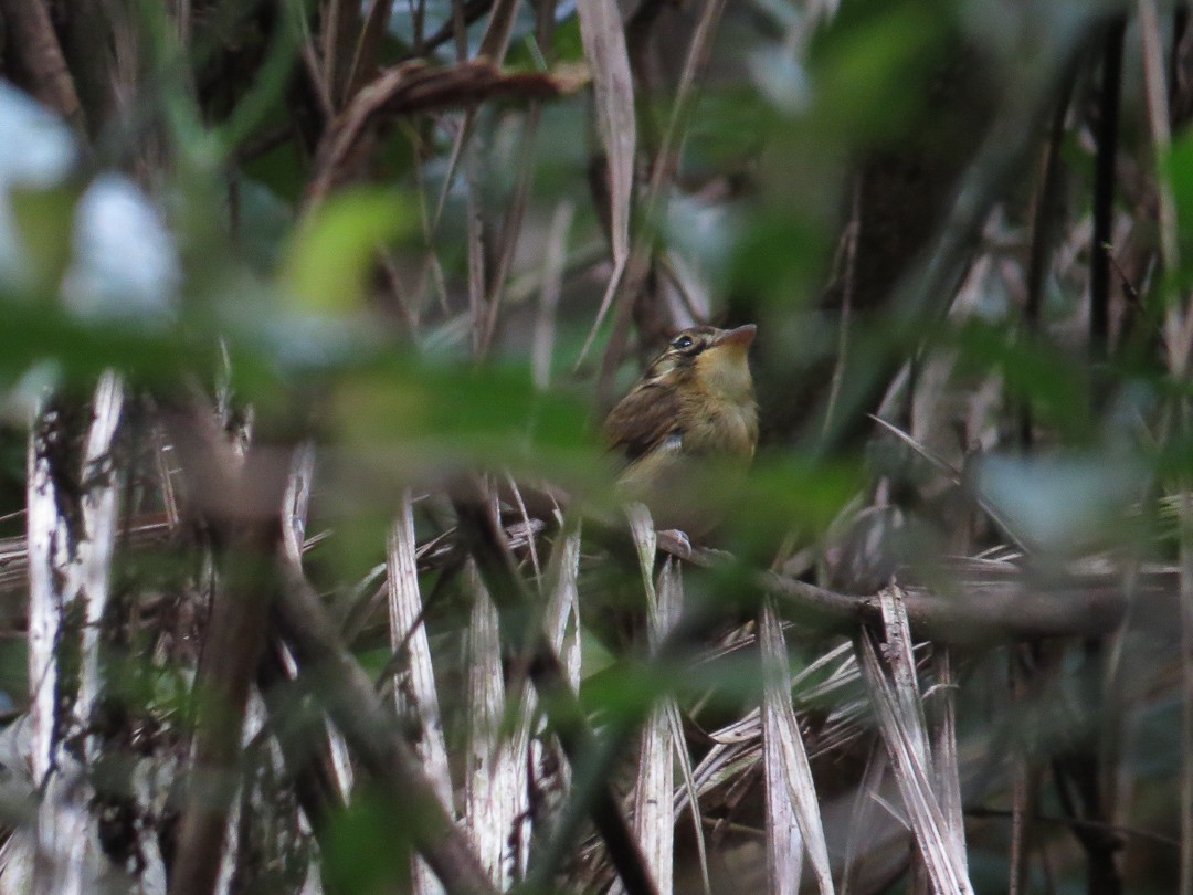 White-throated Spadebill - ML644408629