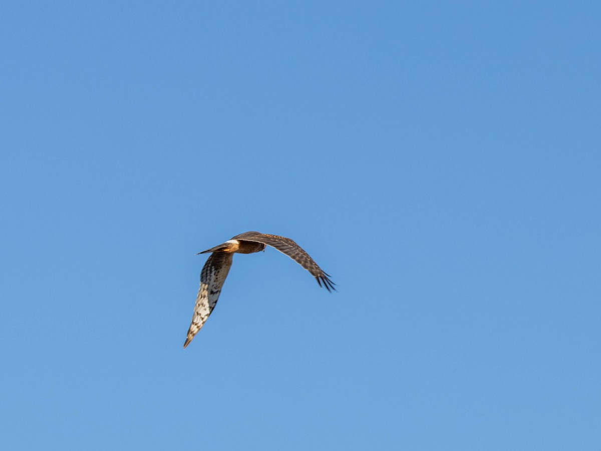 Northern Harrier - ML644408630