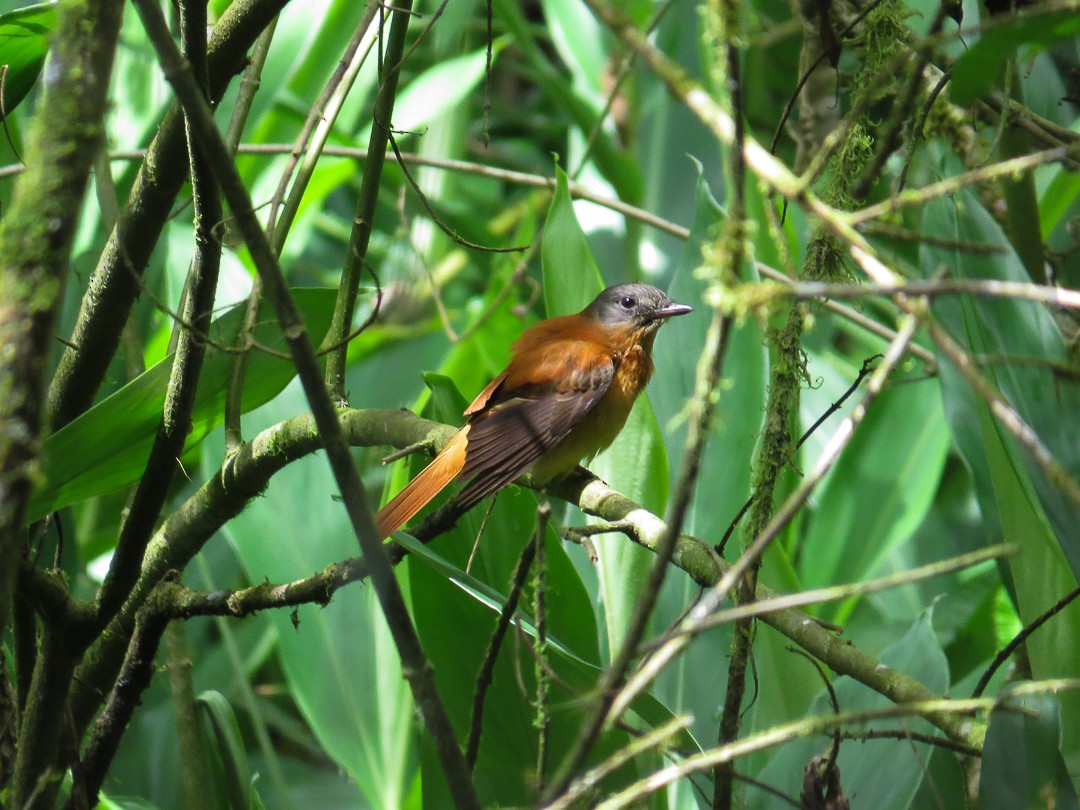 Rufous-tailed Attila - ML644408632
