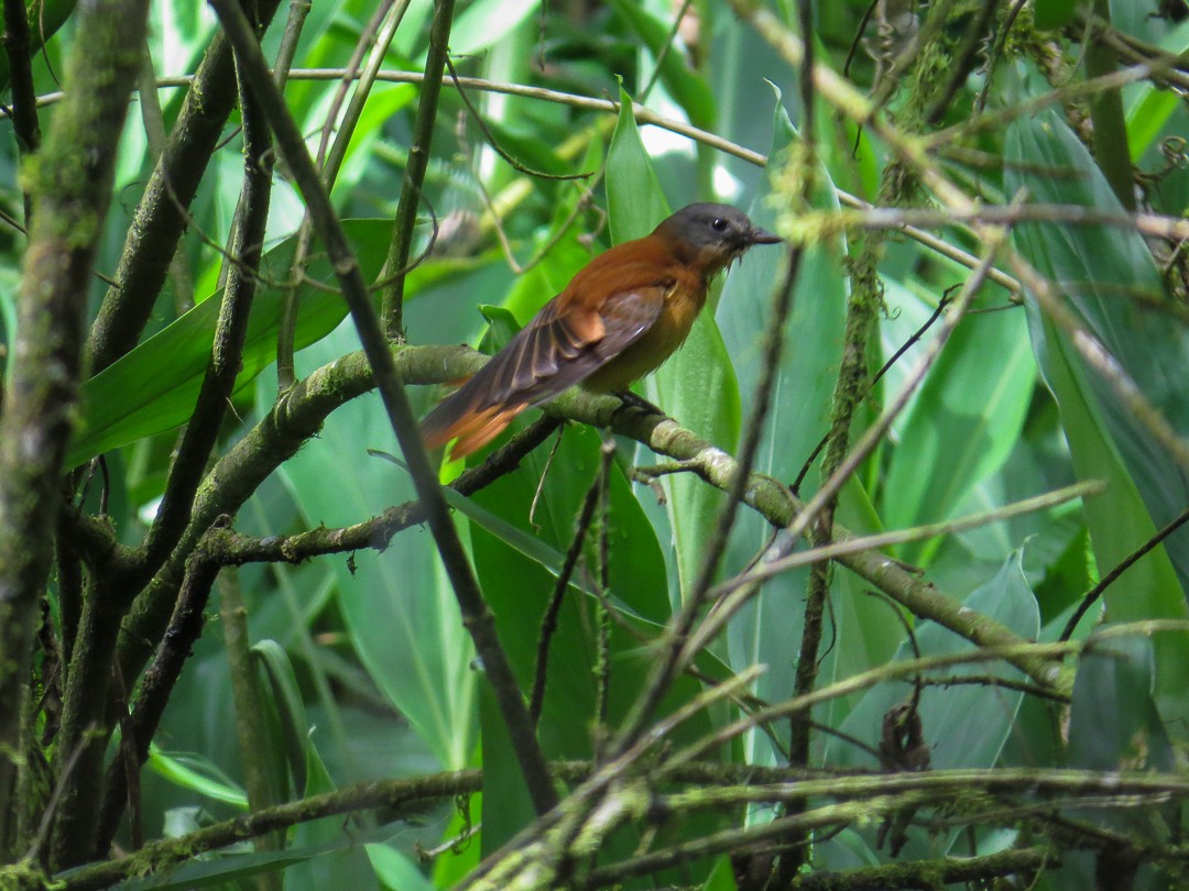 Rufous-tailed Attila - ML644408633