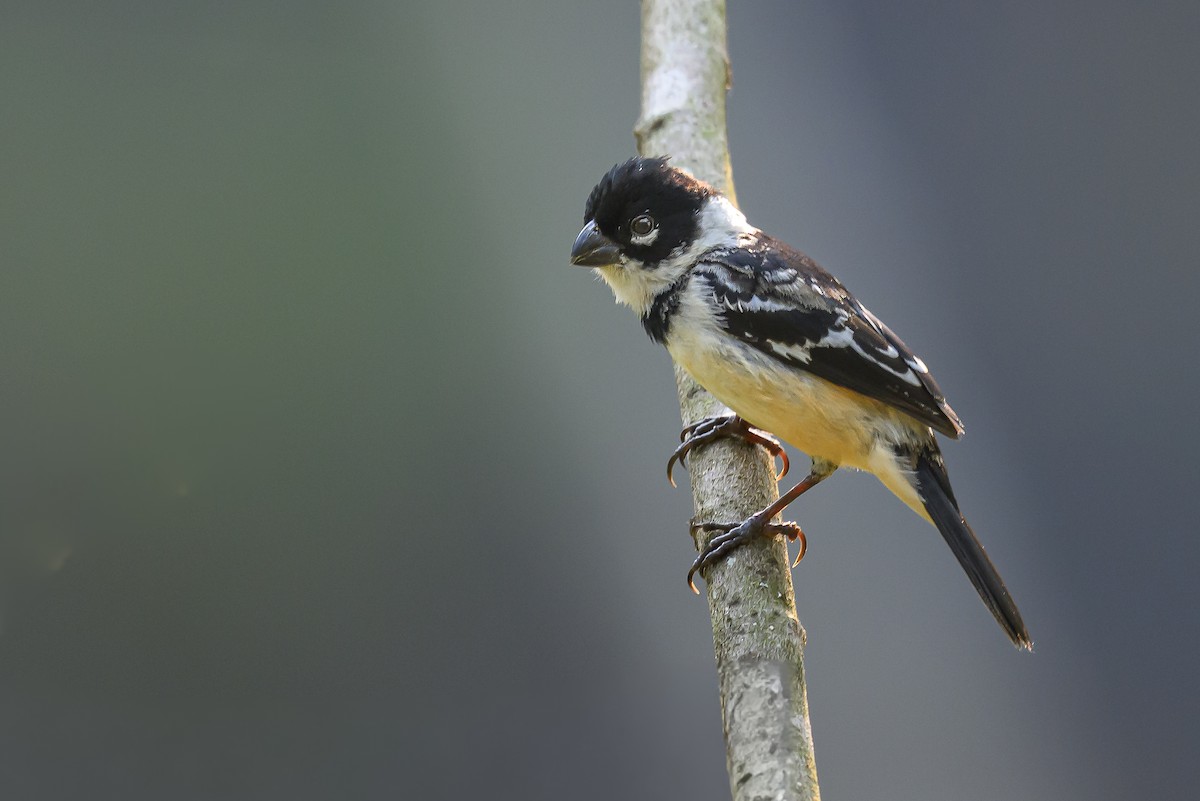 Morelet's Seedeater - ML644408637