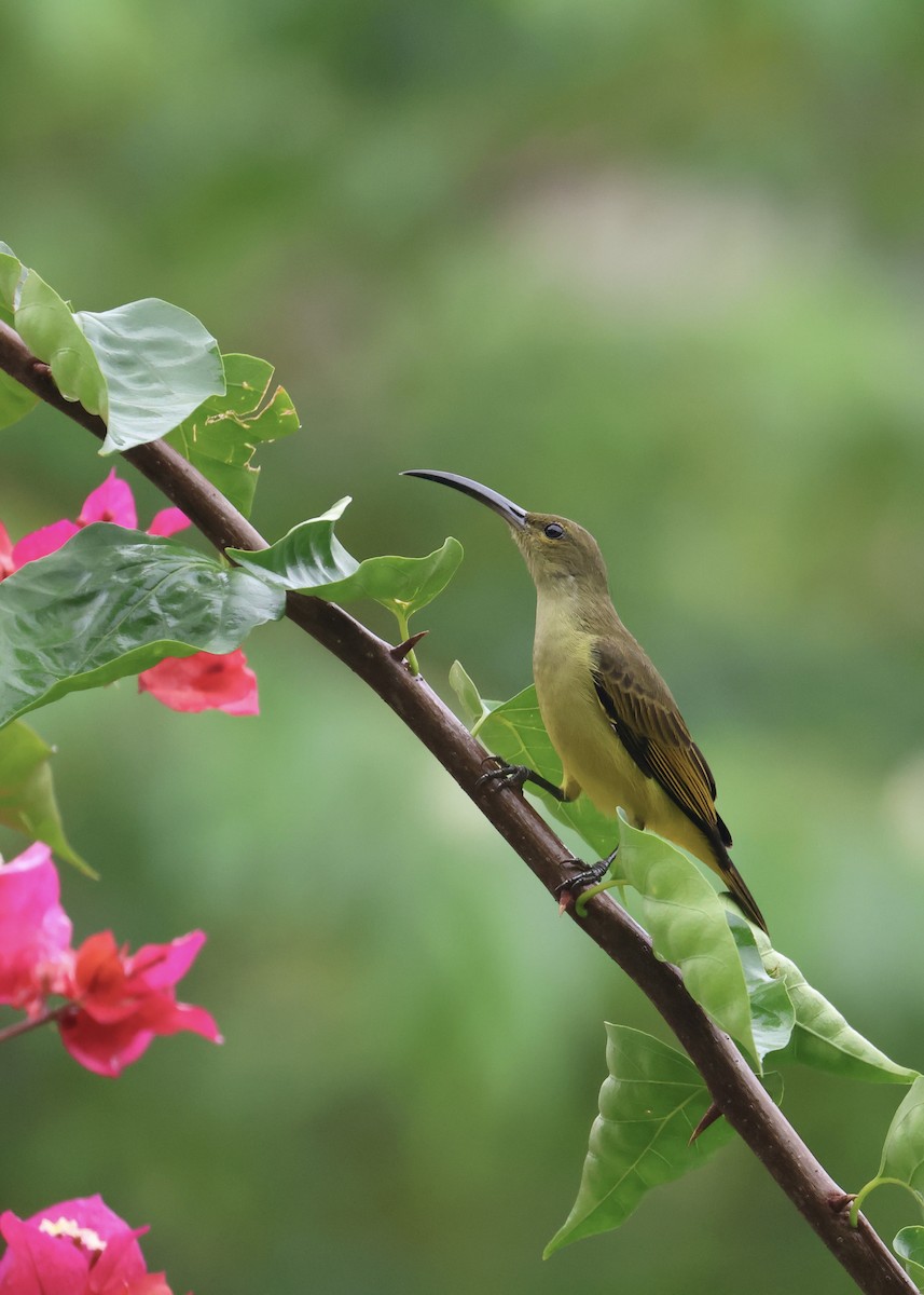 Thick-billed Spiderhunter - ML644408647