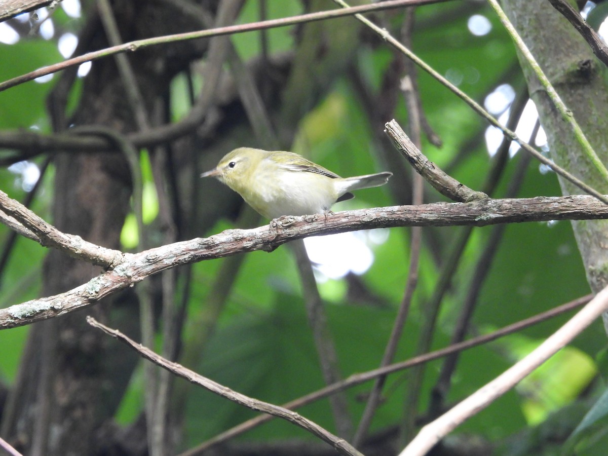 Tennessee Warbler - ML644408648