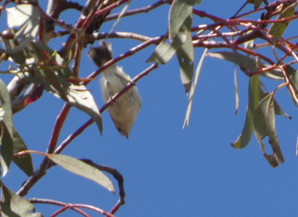 stumpnebb - ML644408650