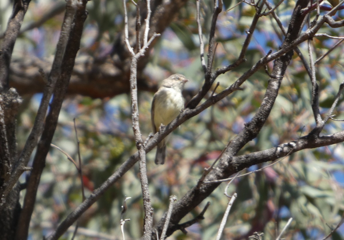 stumpnebb - ML644408651