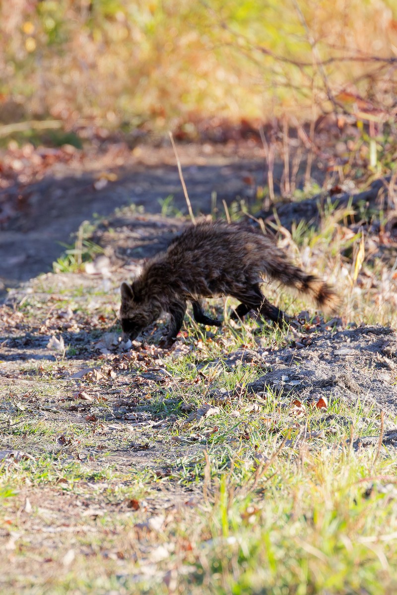 Animals - ML644408655