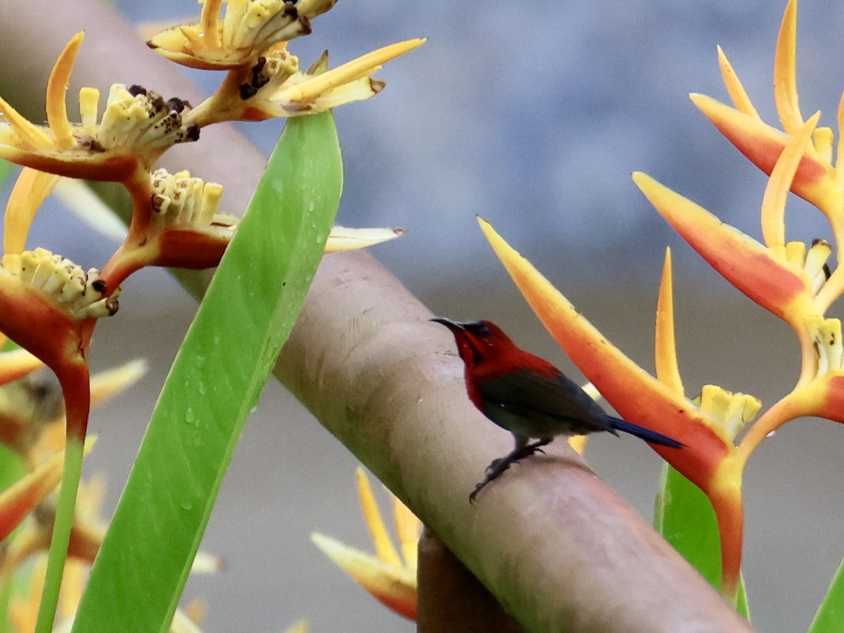 Karmesinnektarvogel - ML644408656