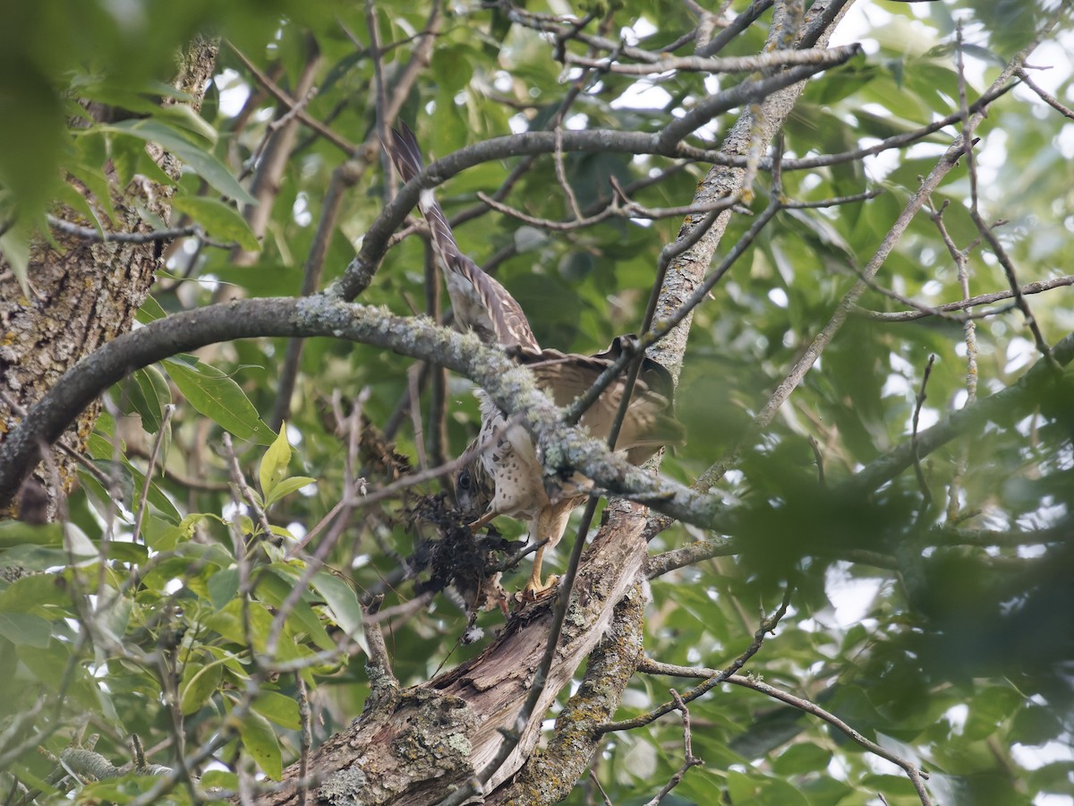 Broad-winged Hawk - ML644408657
