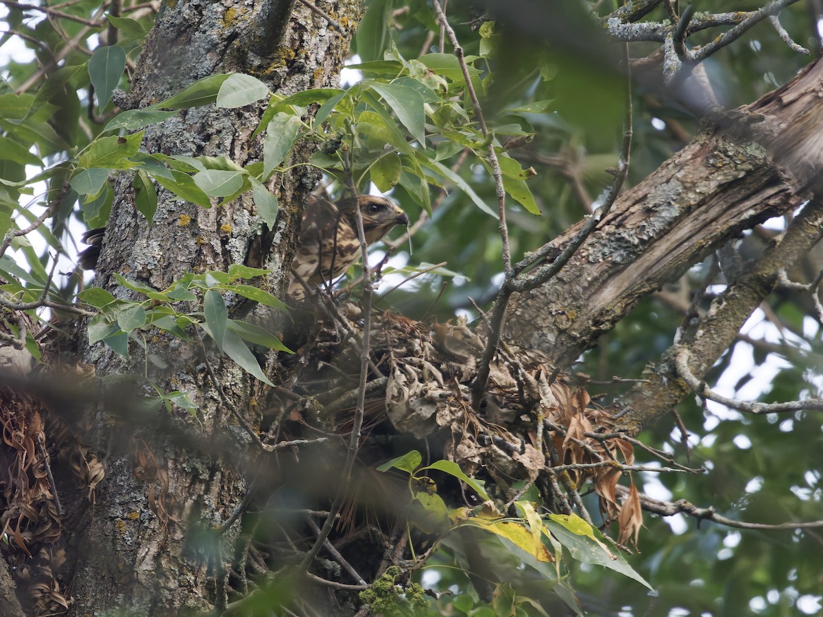 Broad-winged Hawk - ML644408658