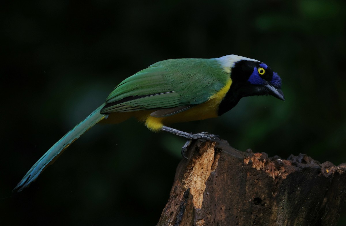 Inkablaurabe - ML644408666