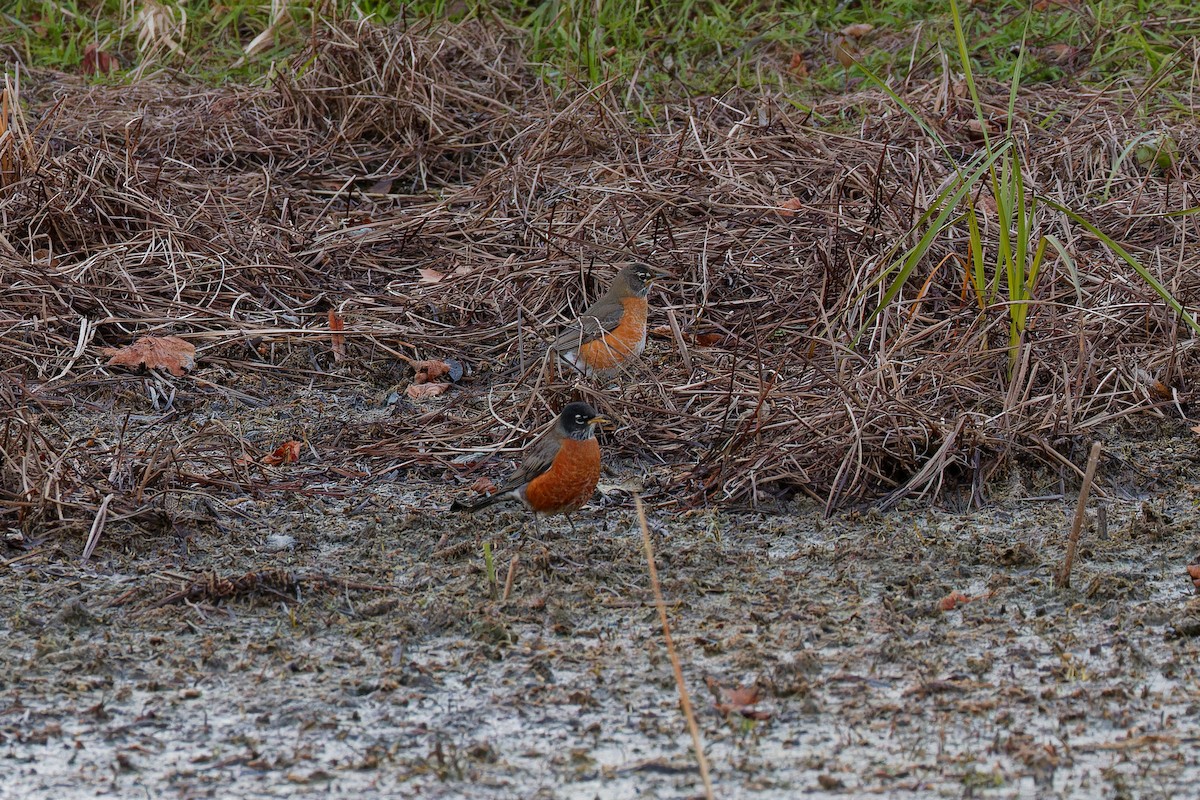 American Robin - ML644408667