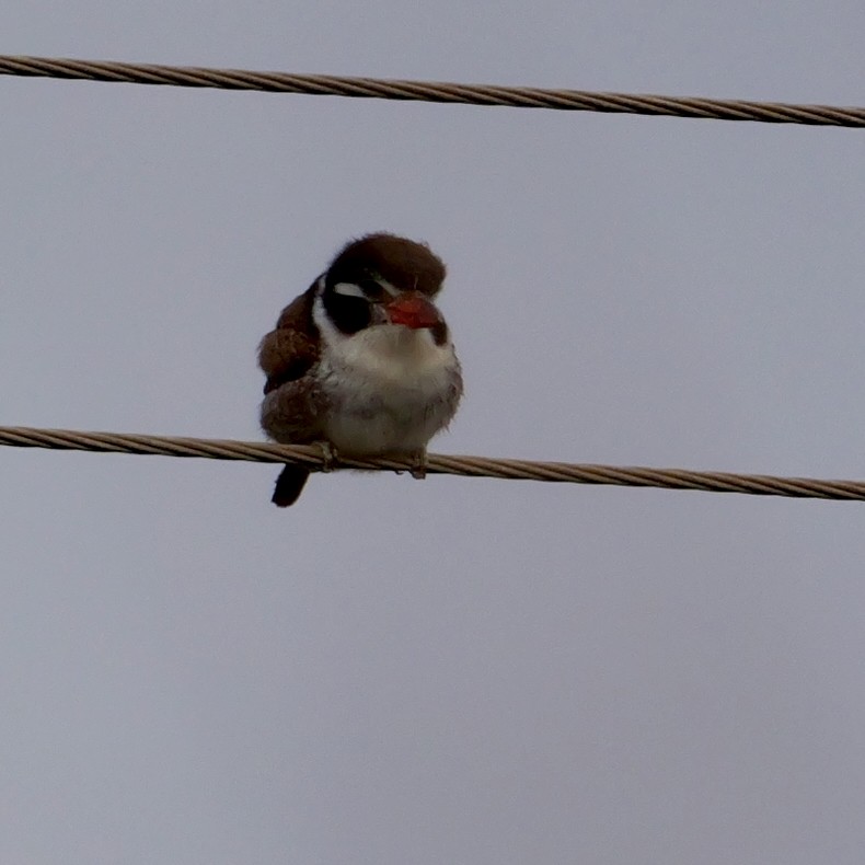 White-eared Puffbird - ML644408675