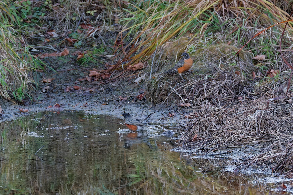 American Robin - ML644408677