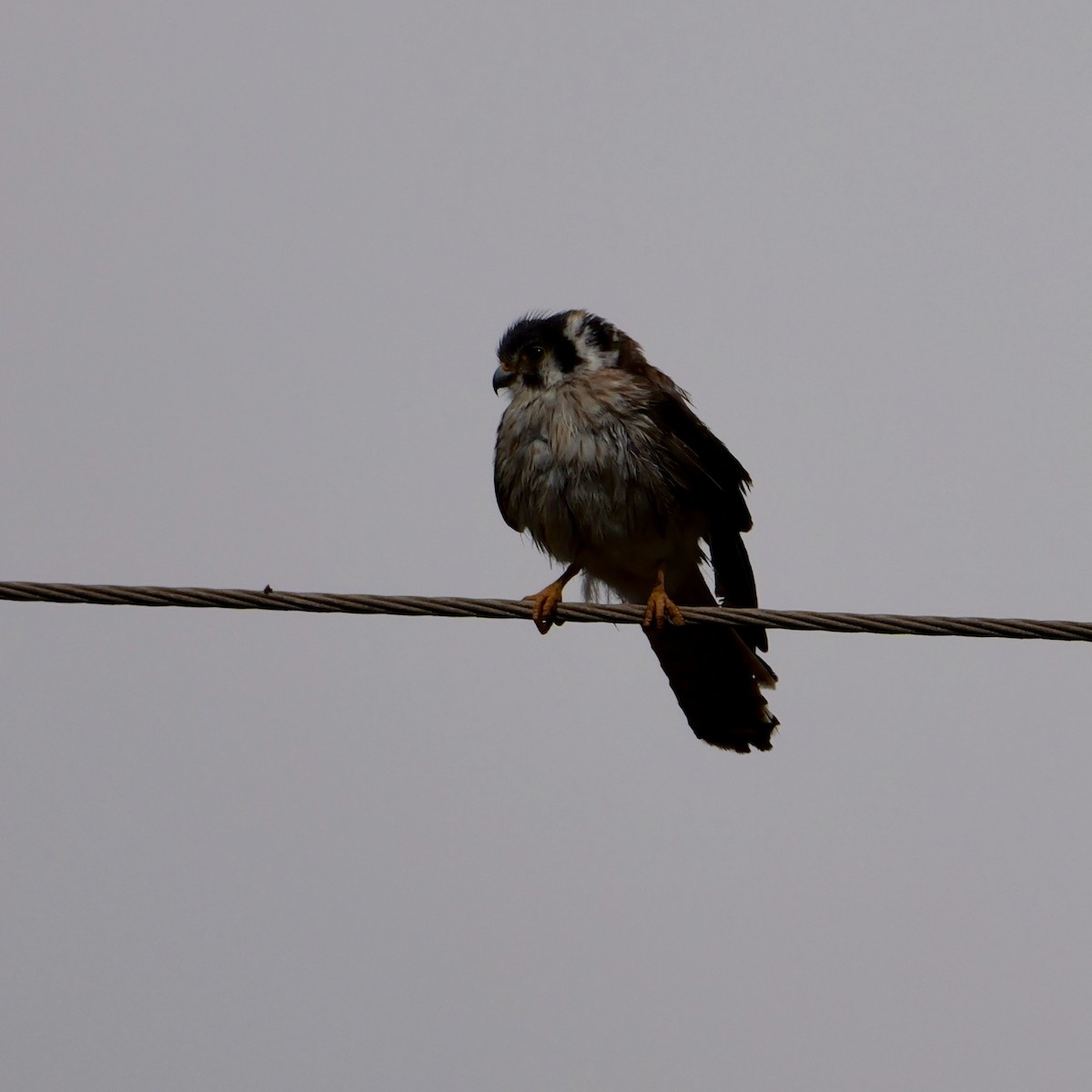 American Kestrel (South American) - ML644408680