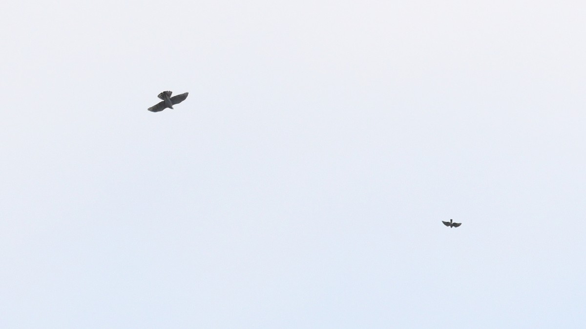 Aztore eurasiarra - ML644408682