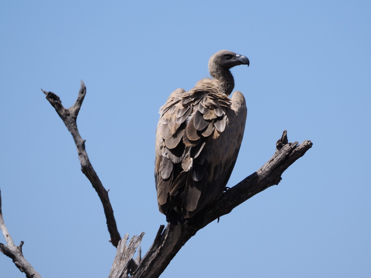 Buitre Dorsiblanco Africano - ML644408683