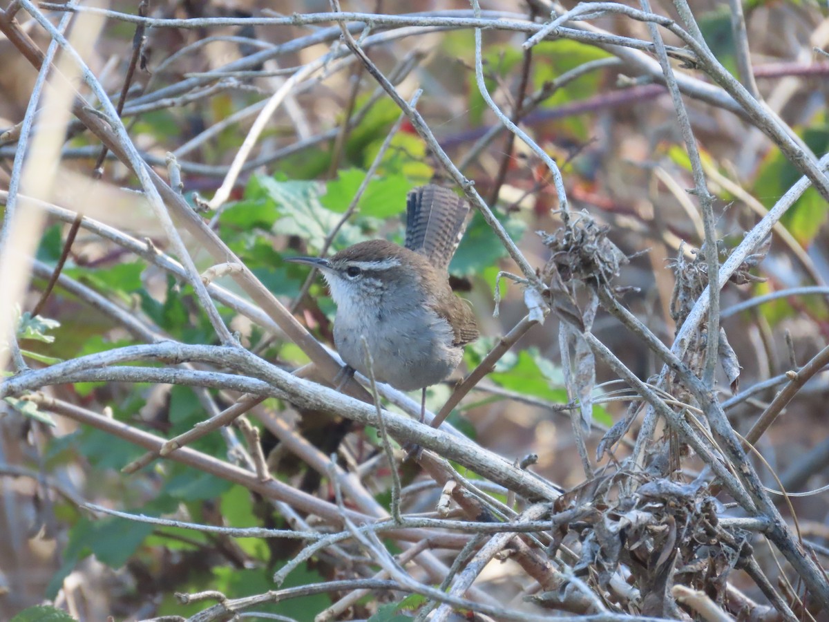 Bewick's Wren - ML644408684