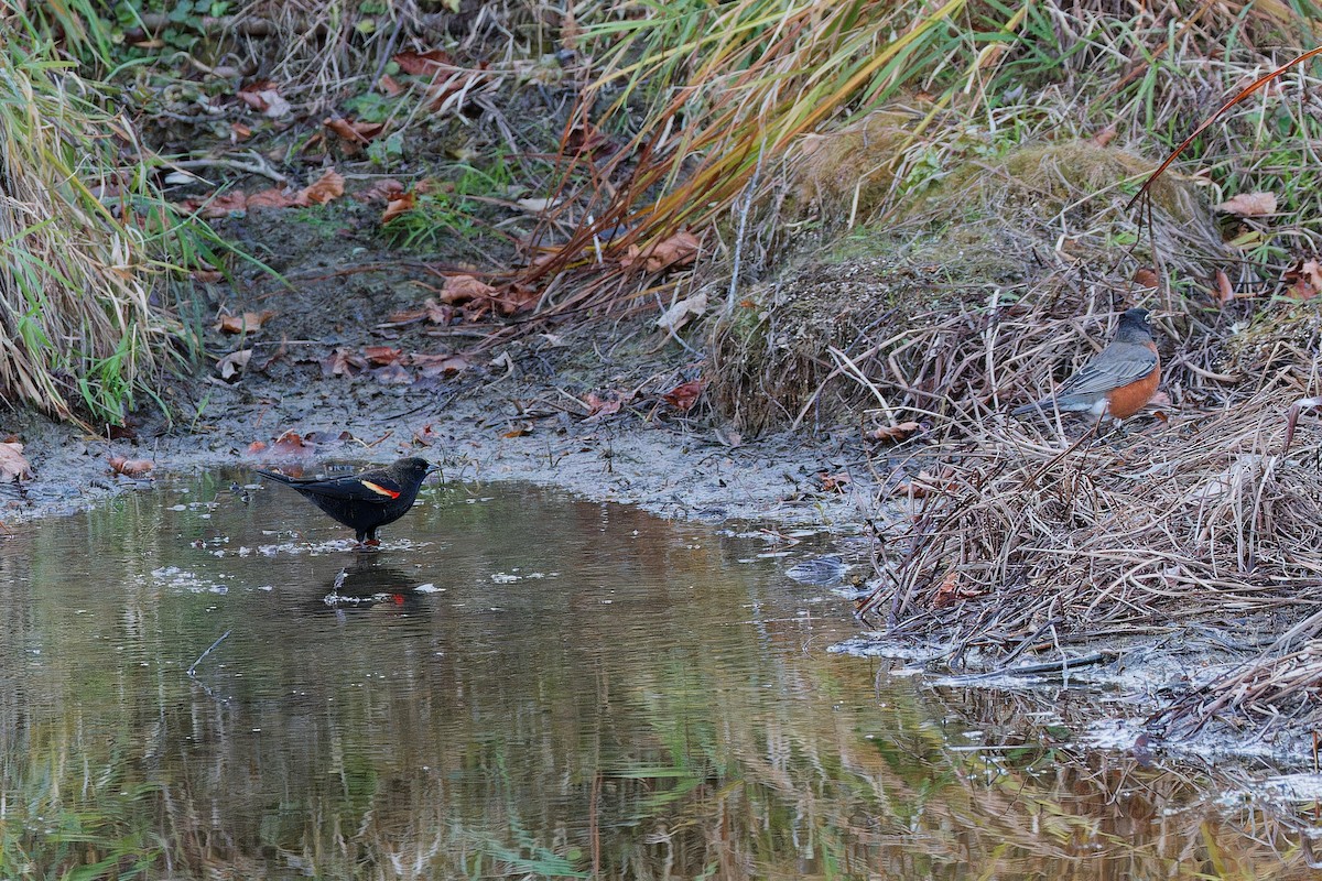 Al Kanatlı Karatavuk - ML644408685