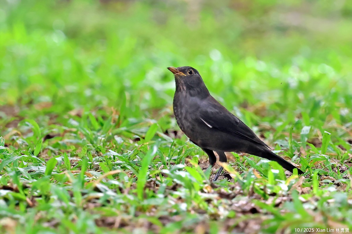 mandarintrost - ML644408686