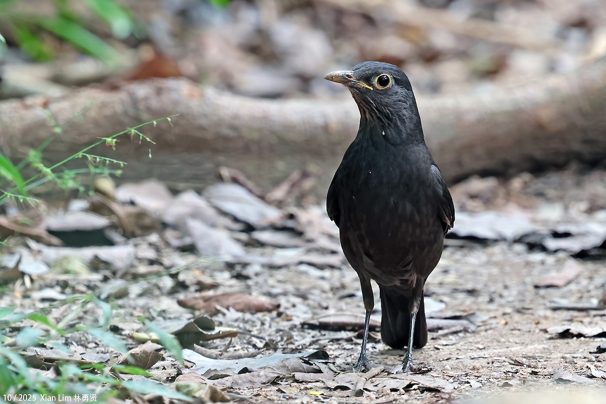 mandarintrost - ML644408687