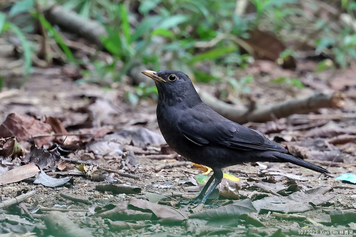 mandarintrost - ML644408688