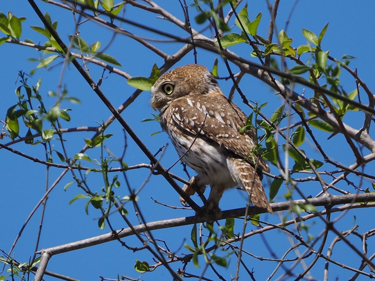 Pearl-spotted Owlet - ML644408690