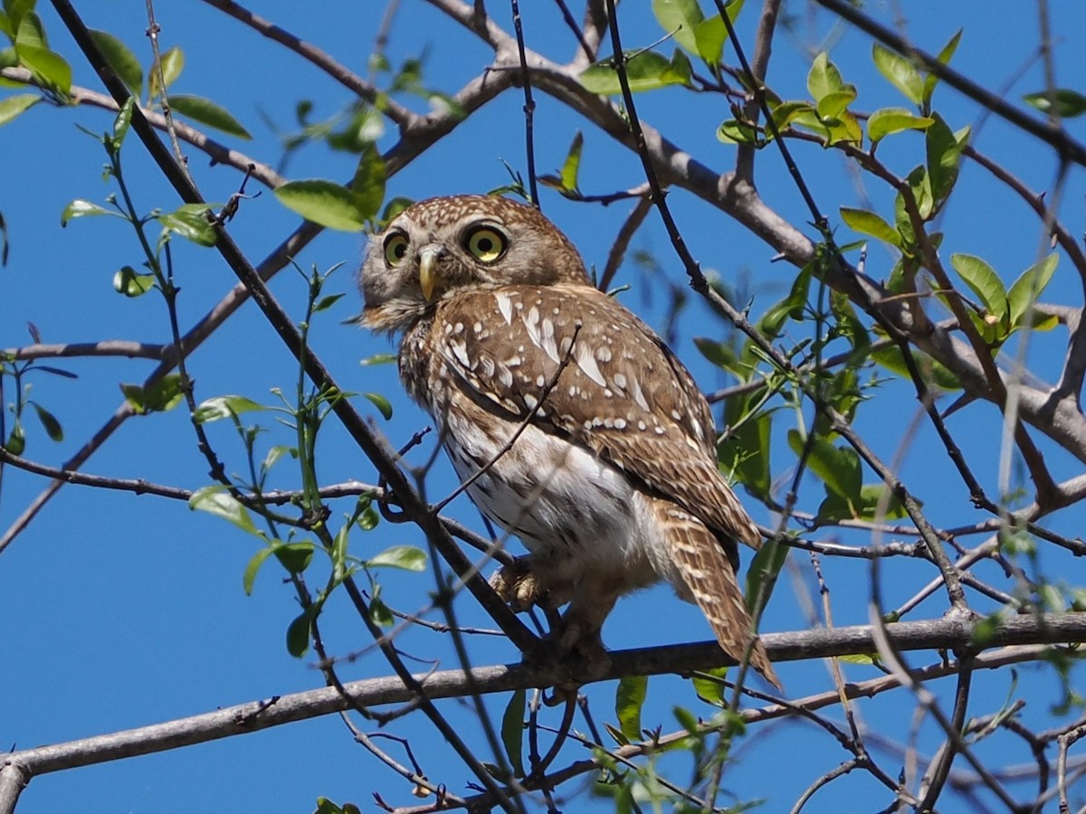 Pearl-spotted Owlet - ML644408691