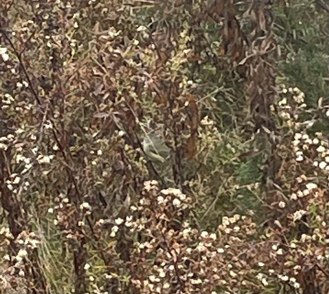 Orange-crowned Warbler - ML644408705