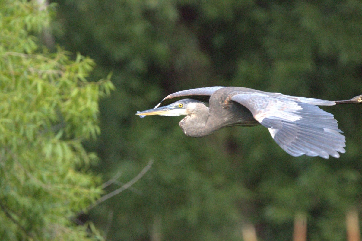 herodiashegre - ML644408712