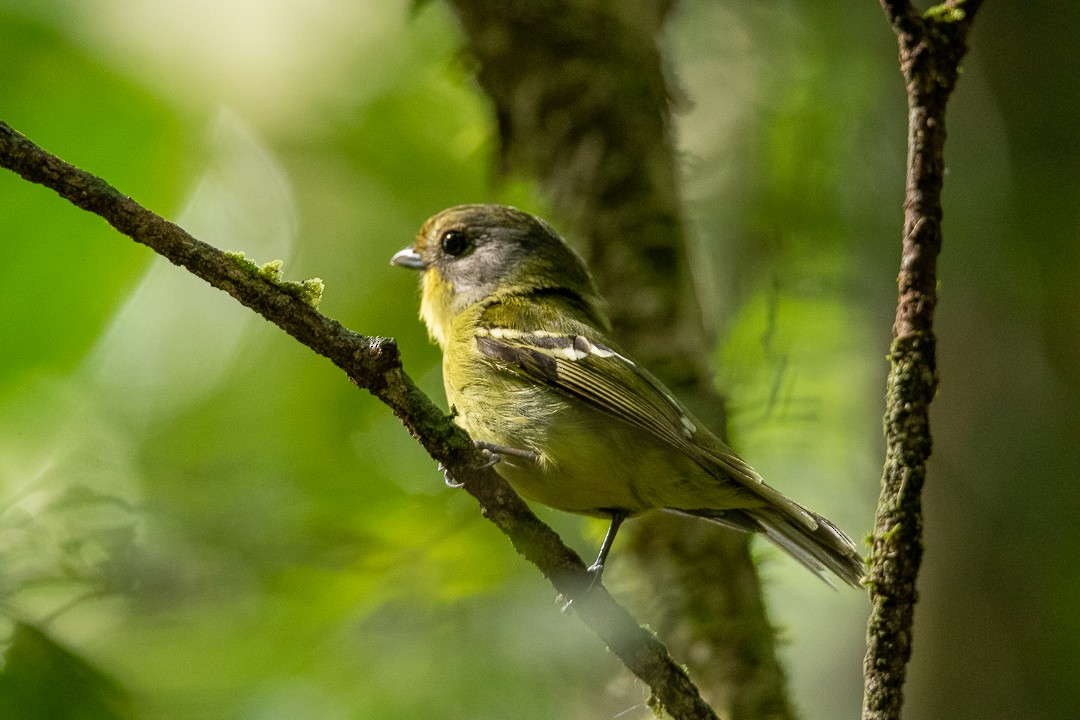 Wing-barred Piprites - ML644408713