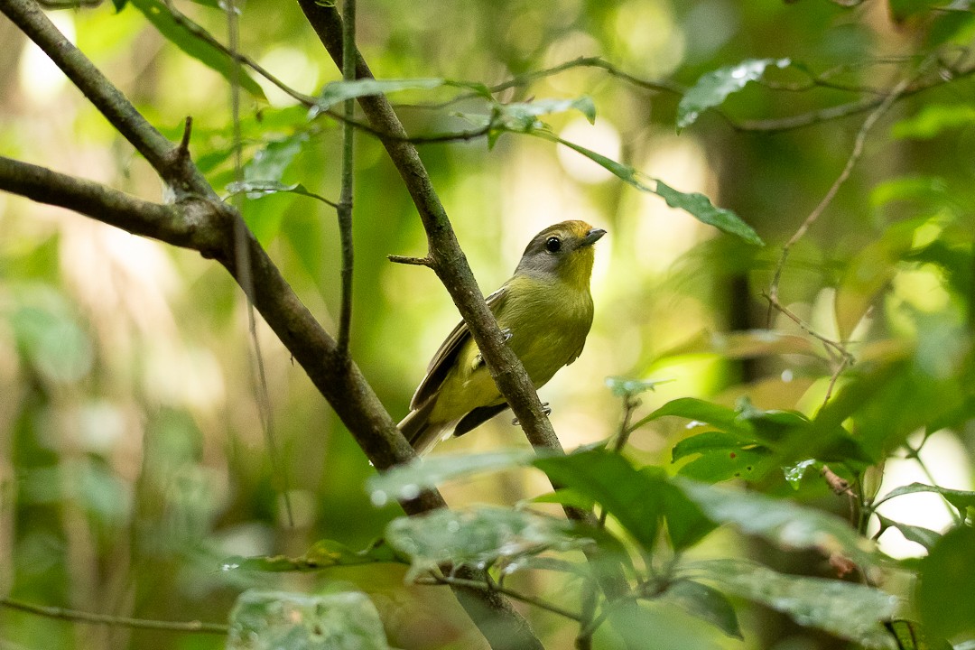 Wing-barred Piprites - ML644408714