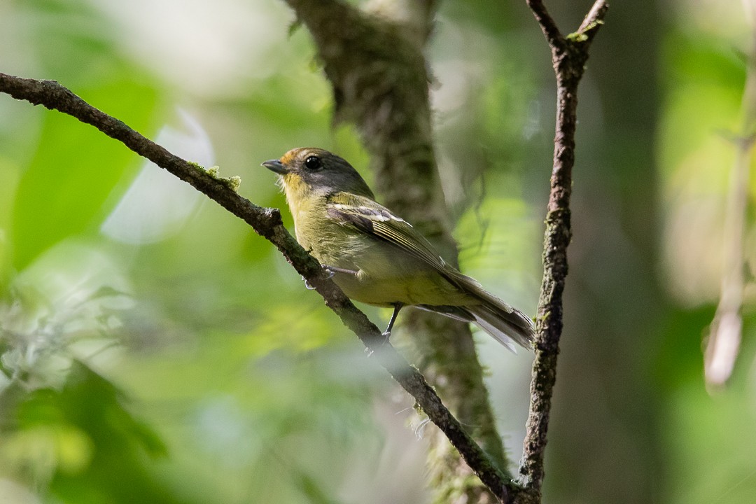 Wing-barred Piprites - ML644408715