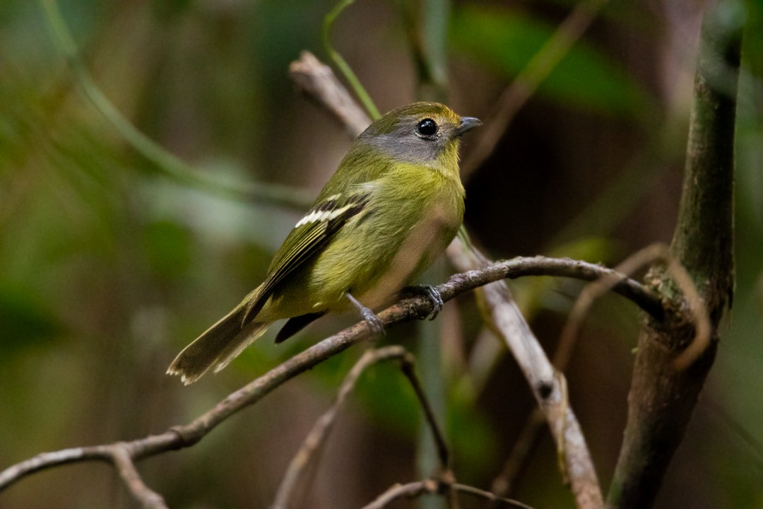 Wing-barred Piprites - ML644408716