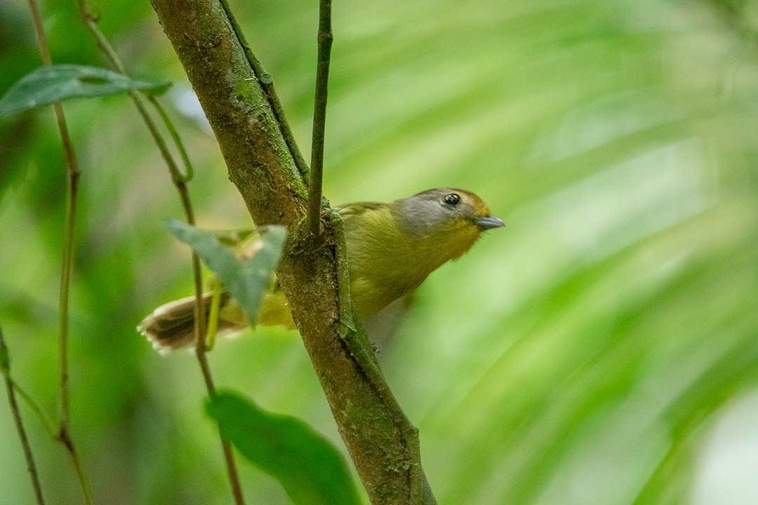 Wing-barred Piprites - ML644408717