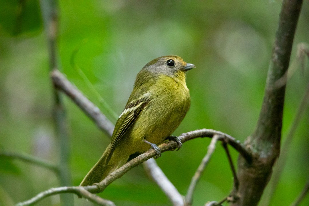 Wing-barred Piprites - ML644408718