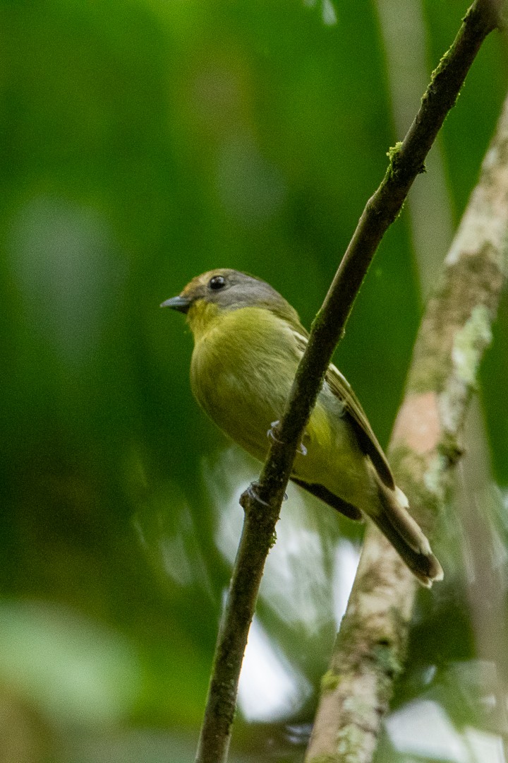 Wing-barred Piprites - ML644408719