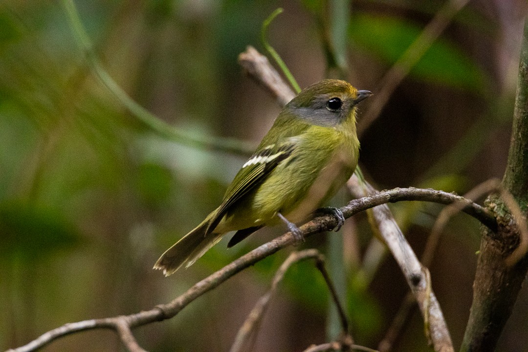 Wing-barred Piprites - ML644408720