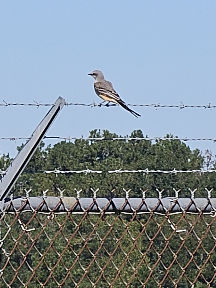 Scissor-tailed Flycatcher - ML644408728