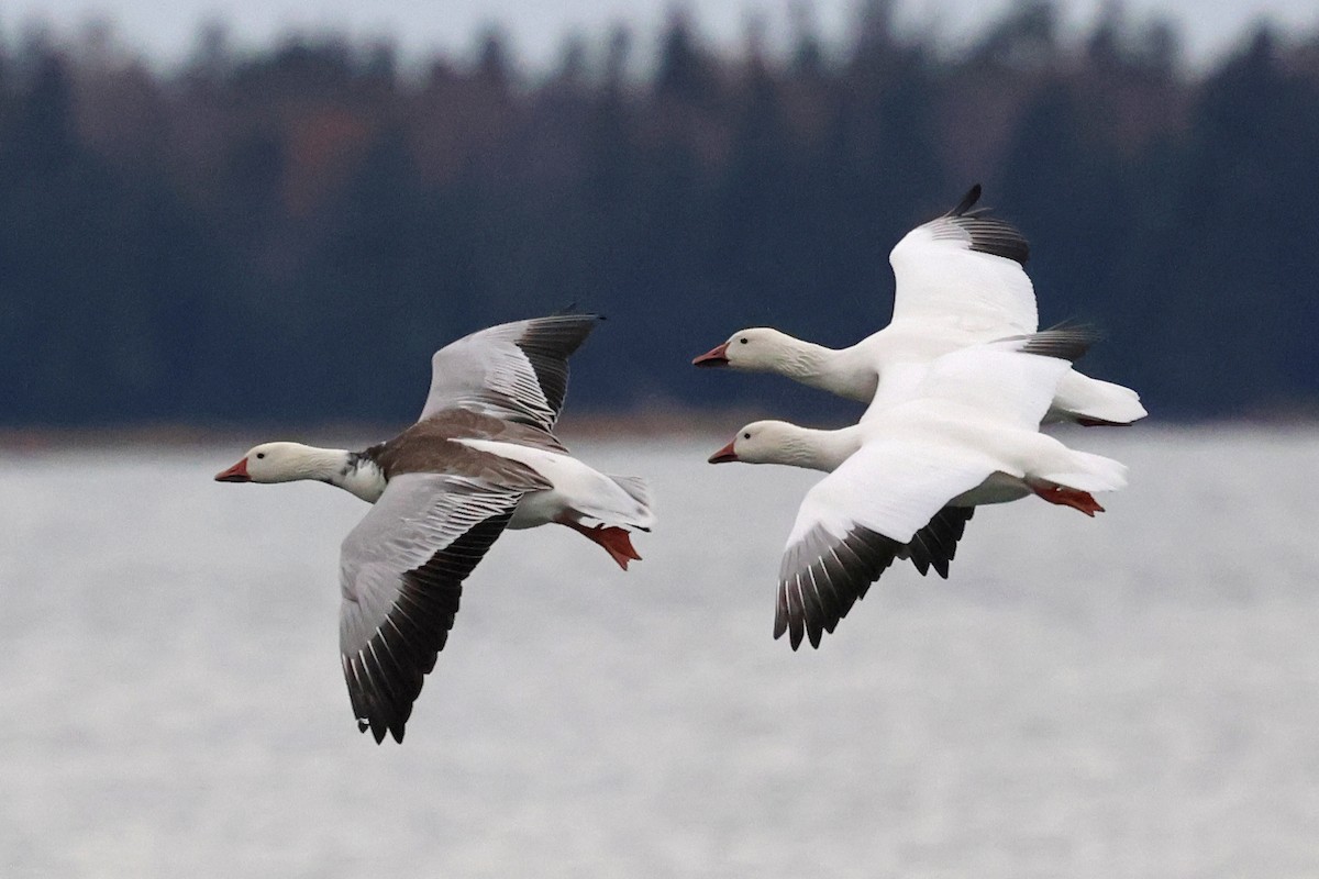 Oie des neiges - ML644408747