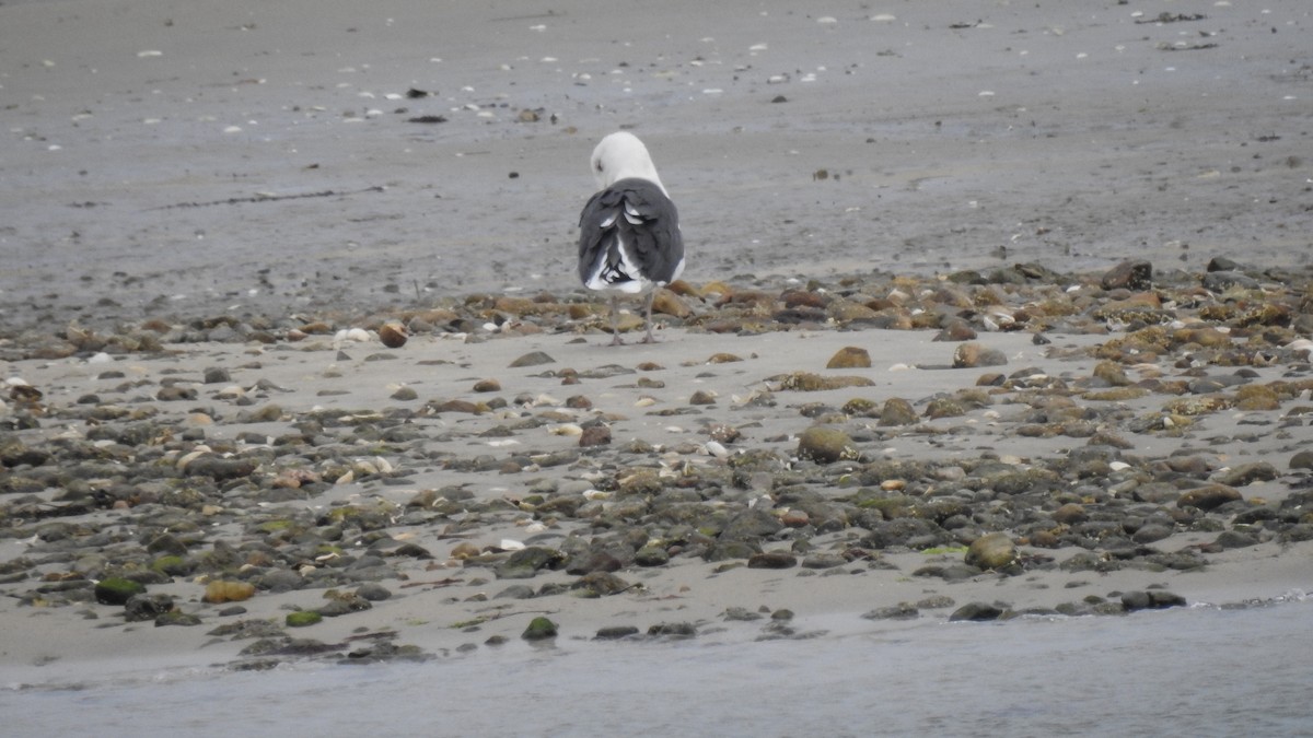 Морская чайка - ML644408749