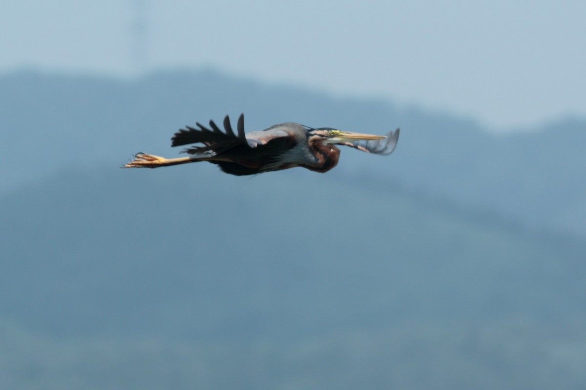 purpurhegre - ML644408750