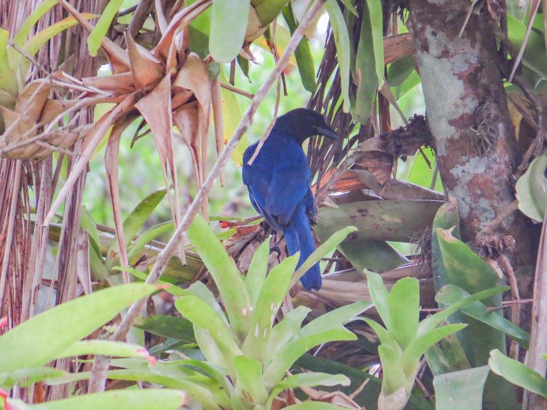 Geai azuré - ML644408752