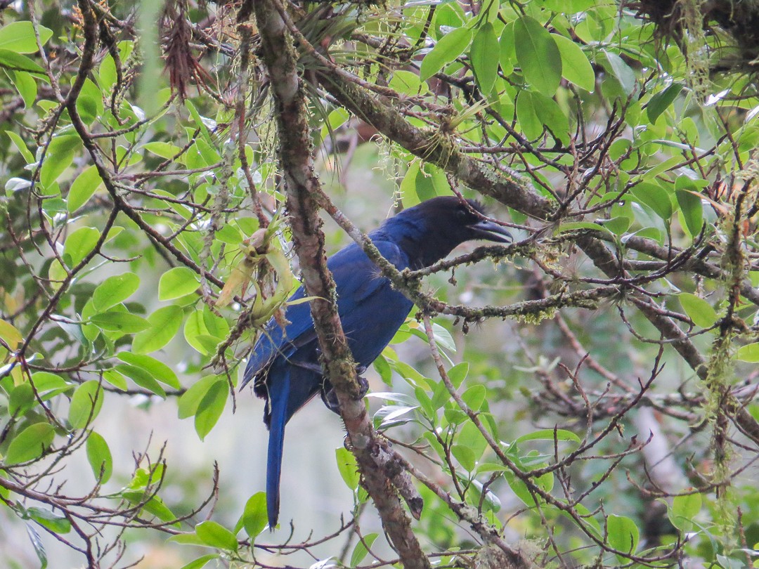 Geai azuré - ML644408753