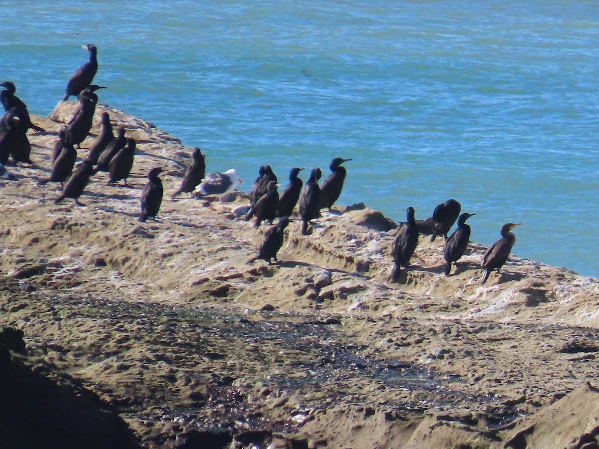 Brandt's Cormorant - ML644408756