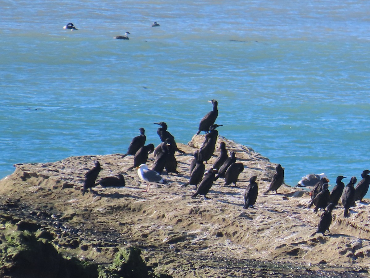 Brandt's Cormorant - ML644408758