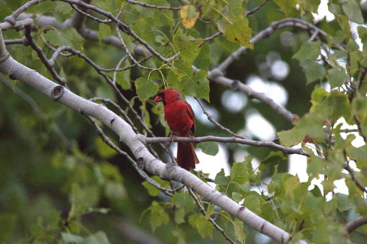 rødkardinal - ML644408760